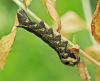 Deilephila elpenor